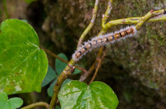 Treat Caterpillar Infestations on Garden Trees