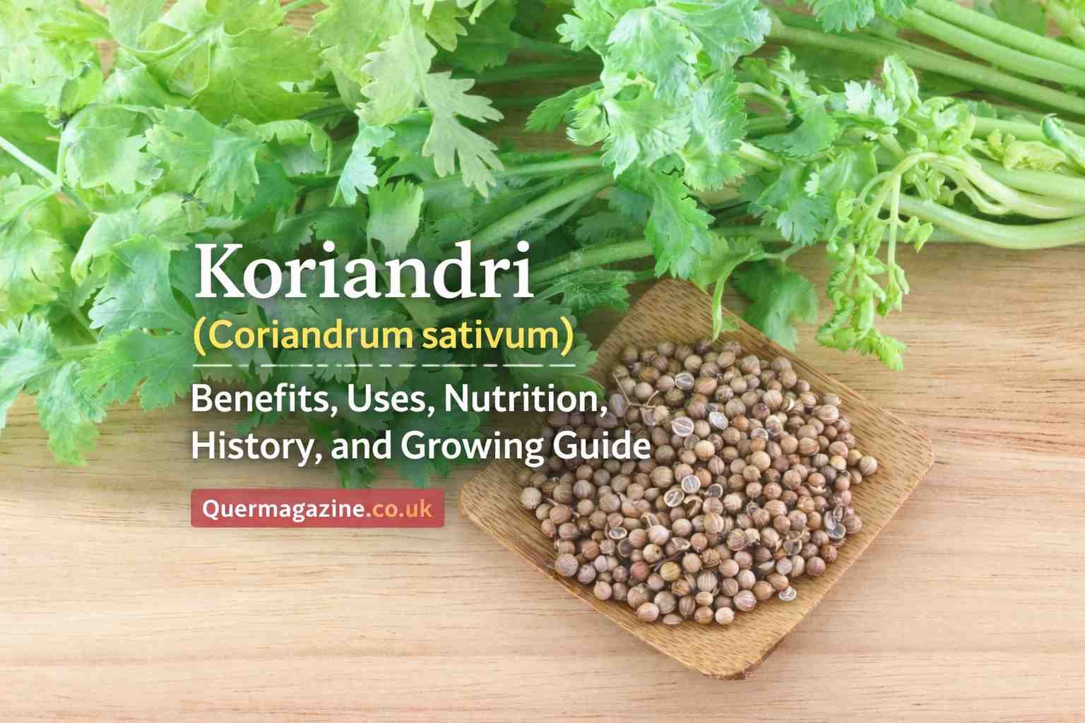 Koriandri (Coriandrum sativum): Benefits, Uses, Nutrition, History, and Growing Guide